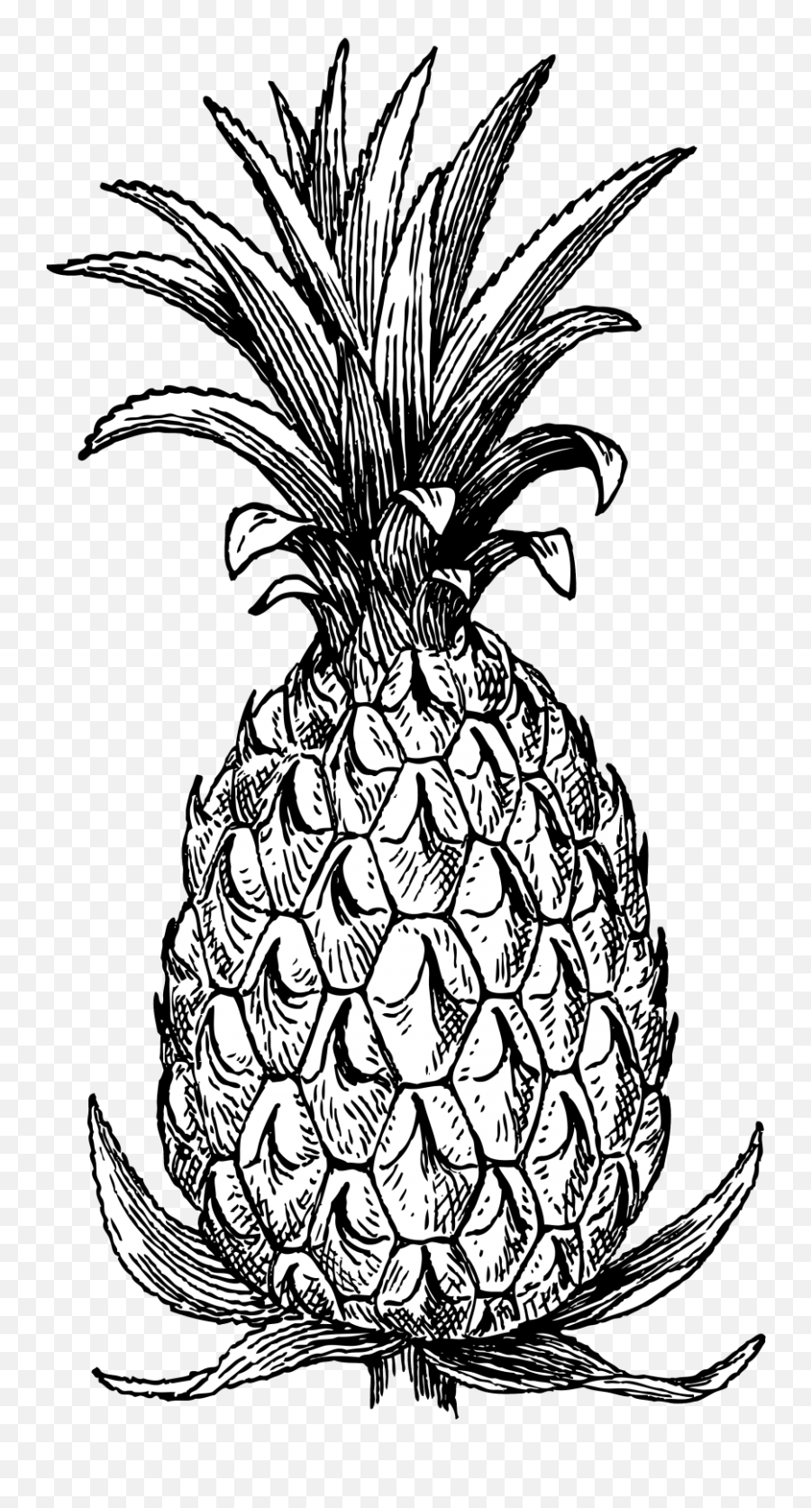 Pineapple Drawing Free Stock Photo - Public Domain Pictures Pineapple Png,Pineapple Transparent Background