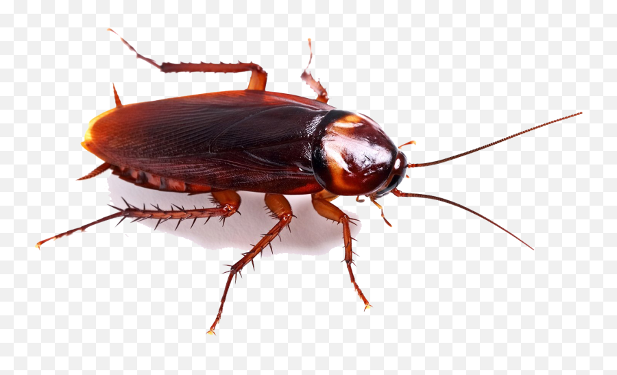 Cockroach Png High - Cockroach Picture Png,Cockroach Png
