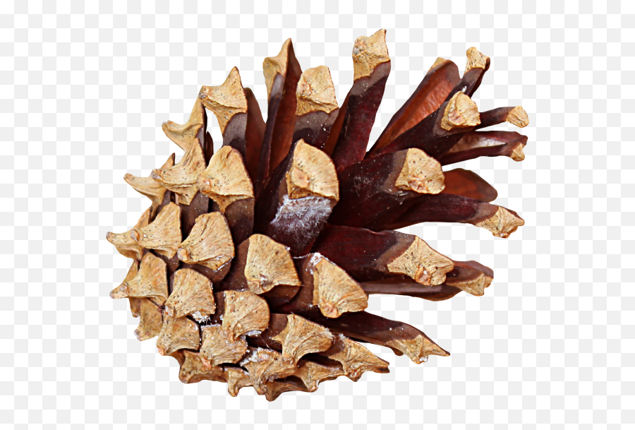 Pine Cone Png Images Pinecone
