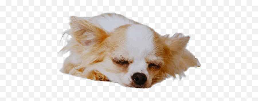 Chihuahua Temperament Personality - Sleeping Chihuahua Png,Chihuahua Png