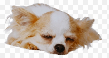 Chihuahua Temperament Personality - Sleeping Chihuahua Png,Chihuahua Png