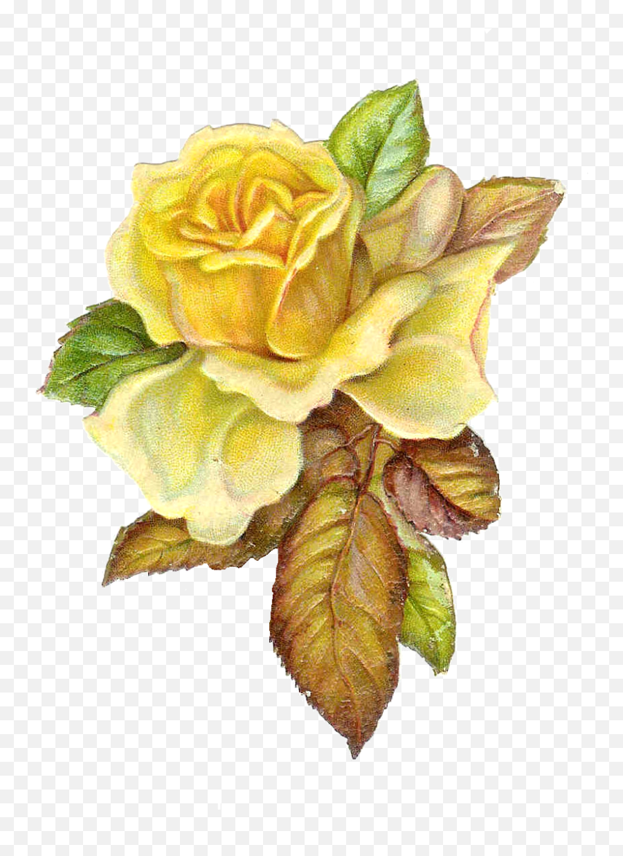 Vintage Roses Png Transparent Image - Vintage Flower Png Yellow,Vintage Roses Png