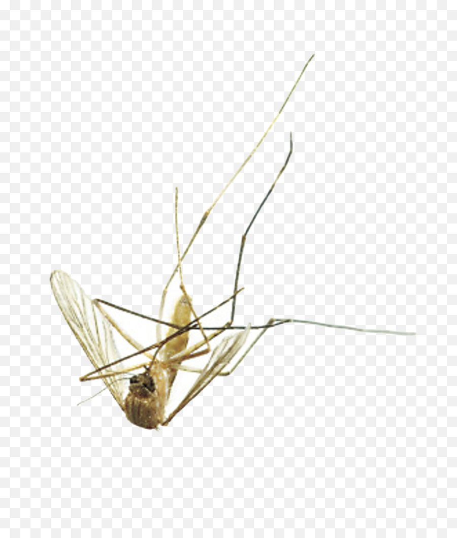 Mosquito Png Image - Transparent Dead Mosquito,Mosquito Transparent