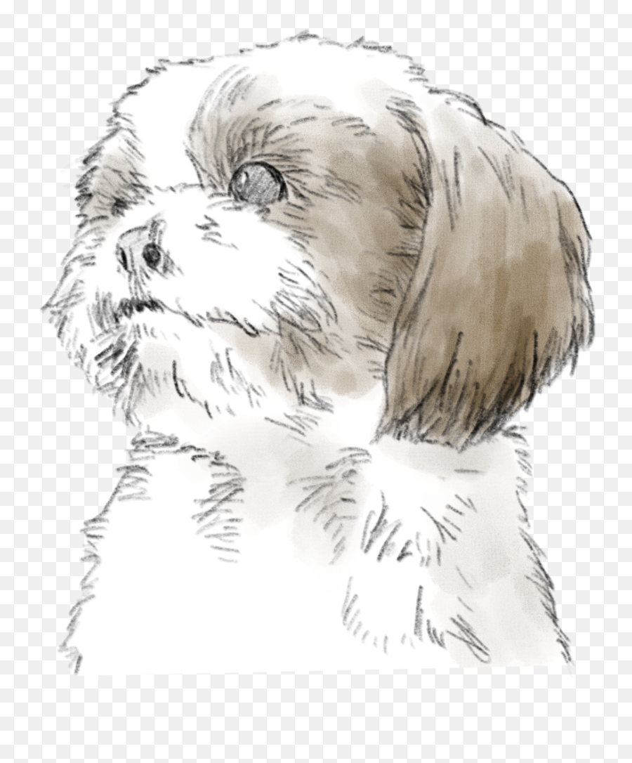 Drawingdog Drawing - Vulnerable Native Breeds Png,Shih Tzu Icon
