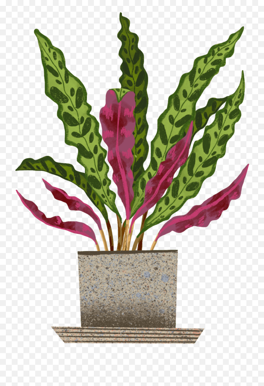 Calathea Rattlesnake Plant Care Guide - Rattlesnake Plant Clip Art Png,Rattlesnake Icon