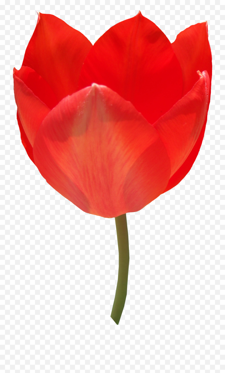Tulip Png Alpha Channel Clipart Images - Portable Network Graphics,Tulip Transparent