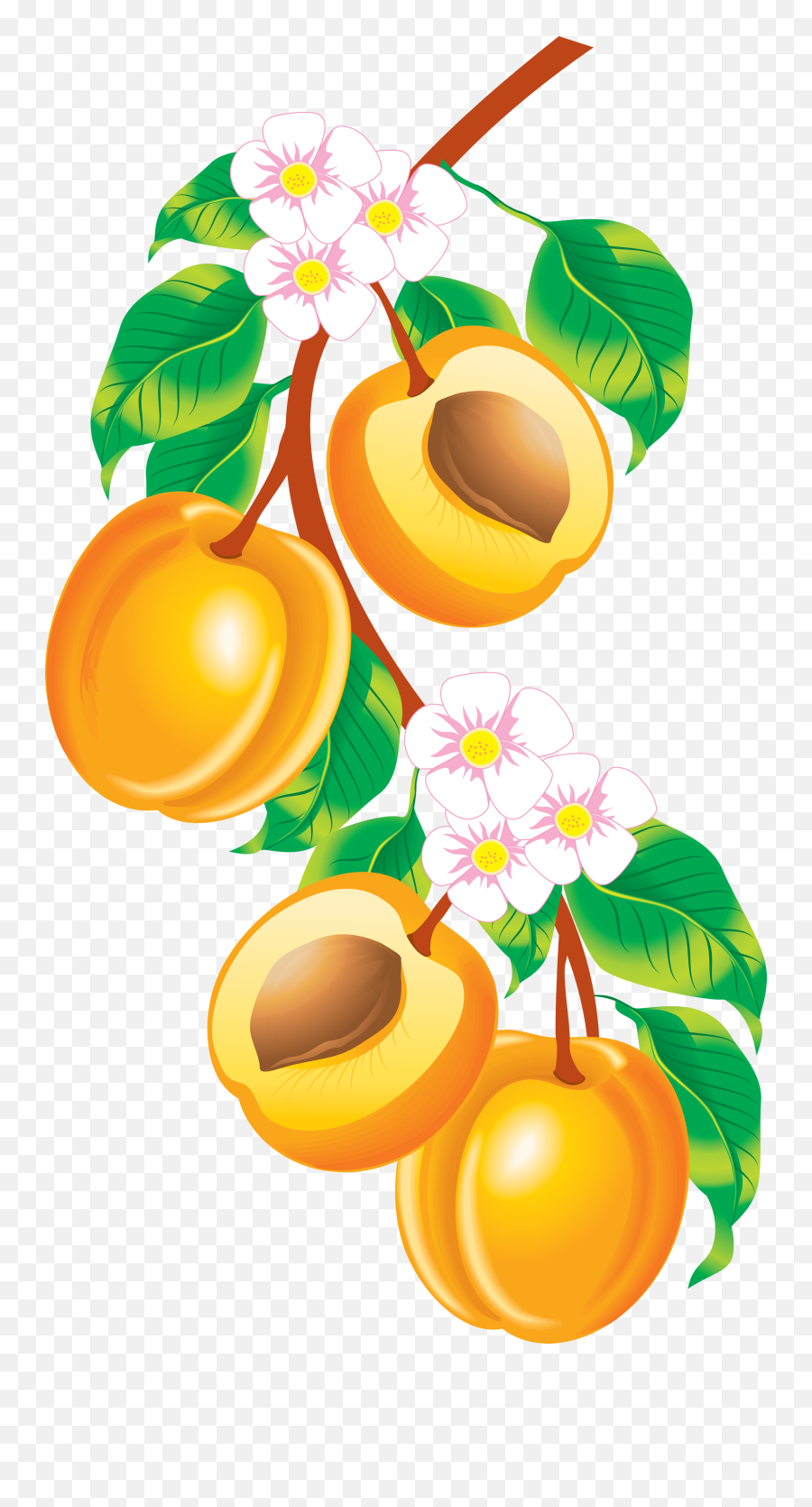 Peach Png Images - Peaches Clipart Png,Peaches Png