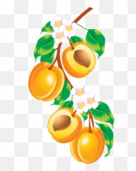 Peach Png Images - Peaches Clipart Png