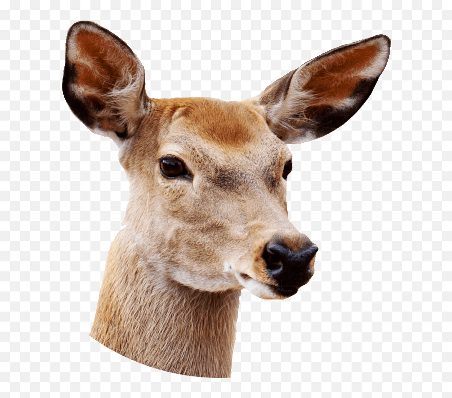 Female Deer Close Up Transparent Png - Real Deer Head Png,Animal Head Png -  free transparent png images 