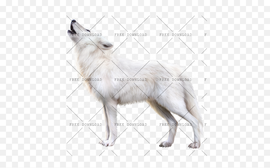 Arctic Fox Png Image With Transparent Background - Photo 92 White Wolf Howling Png,Fox Png