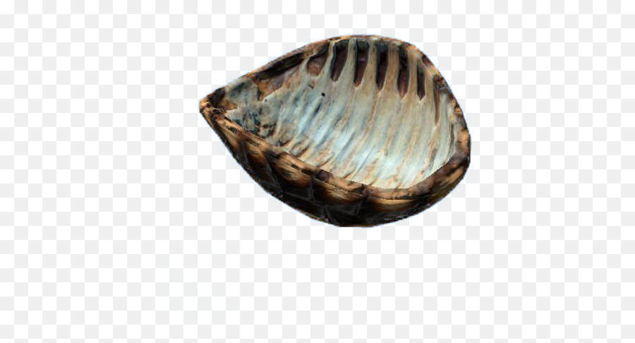 Turtle Shell - Cooking On A Turtle Shell Png,Shell Png