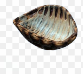 Turtle Shell - Cooking On A Turtle Shell Png,Shell Png