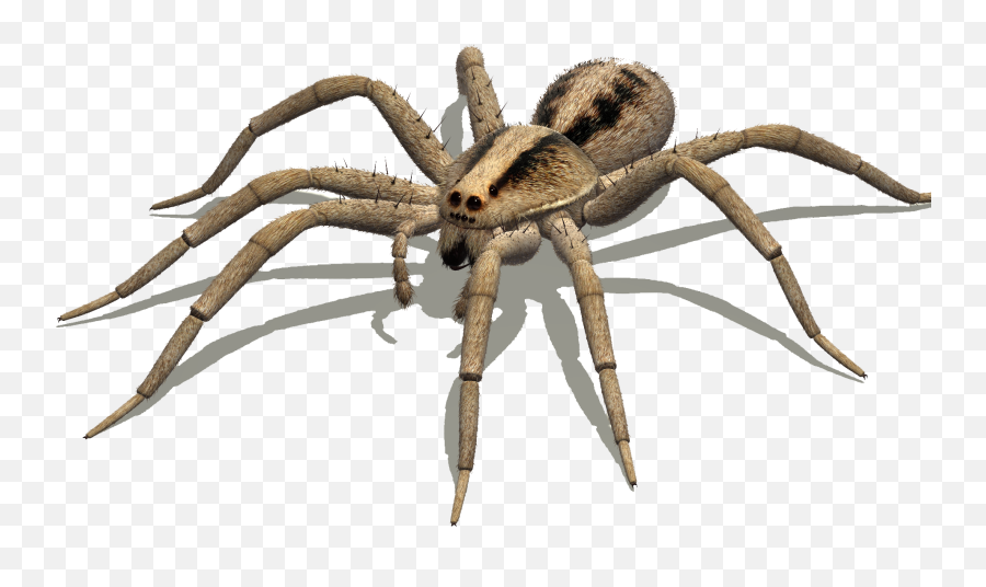 Australian Spiders Goliath Birdeater Wolf Spider Delena - Wolf Spider Side View Png,Spider Transparent