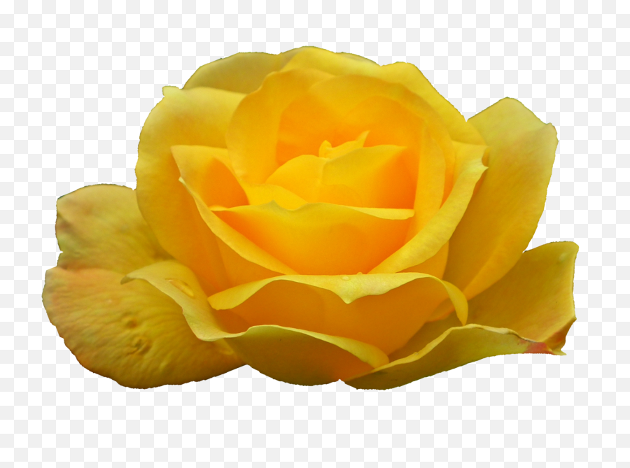 6 Yellow Rose Png Transparent Onlygfxcom - Rose,Rose Transparent