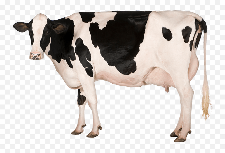 Holstein Cow Png Hd Transparent Hdpng Images - Cow Png,Cow Transparent Background