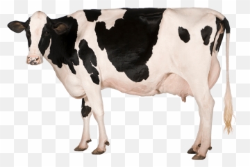 Holstein Cow Png Hd Transparent Hdpng Images - Png