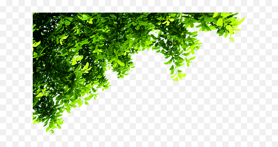Top Tree Transparent Background 4153 - Free Icons And Png Tree Background Png Hd,Tree With Transparent Background