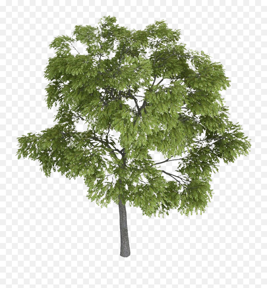 Download Hd Tree Tops Trees Top View Landscape Sketch - Tree Png Sketch,Trees Top View Png