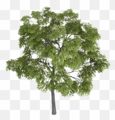 Download Hd Tree Tops Trees View Landscape Sketch - Png