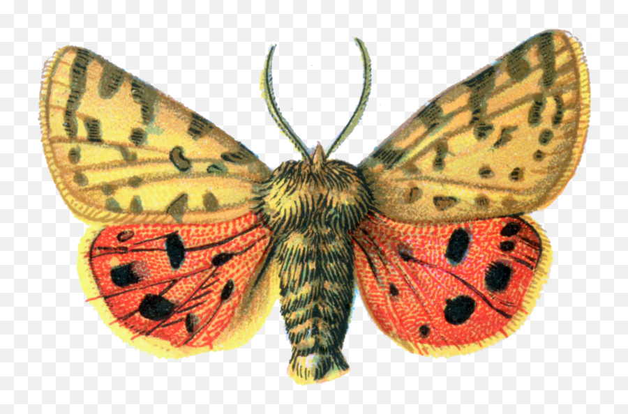 Download Free Png Moth File - Portable Network Graphics,Moth Png