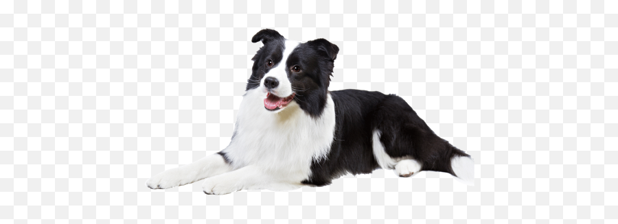 Border Collie - Transparent Border Collie Png,Border Collie Png