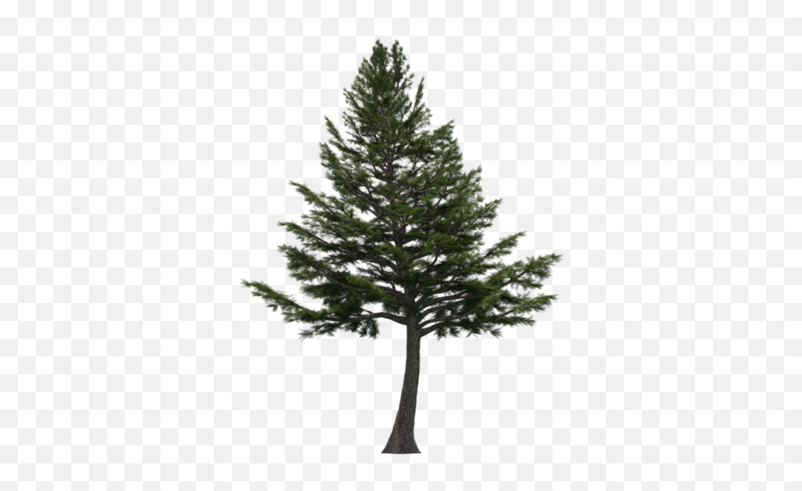 Cedar Tree Png Free Download - Lebanese Cedar Tree Png,Cedar Tree Png
