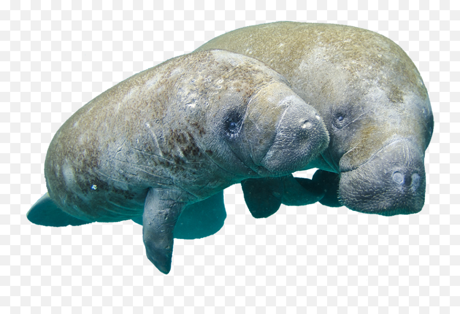 Manateeid - Manatee Transparent Background Png,Manatee Png