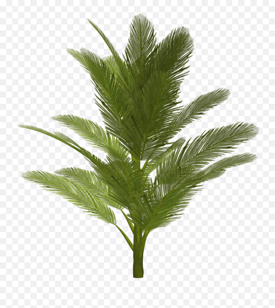 Download Palm Tree Png Hq Image - Trees Png For Photoshop,Palmtree Png