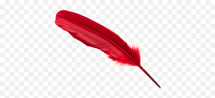 Download White Feather Png - Transparent Png Download Feather Pen Red Png,Feather Png