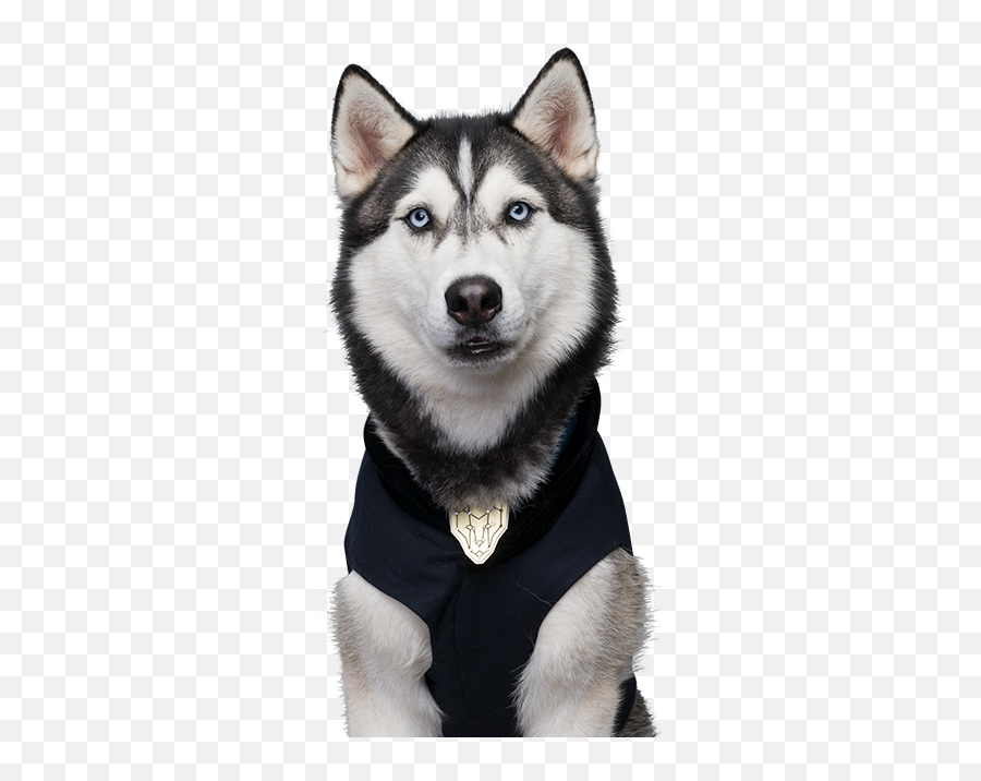 Dog Pup Academy Wiki Fandom - Pup Academy Dog Tag Png,Husky Transparent Background