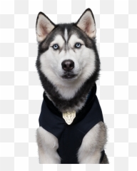 Dog Pup Academy Wiki Fandom - Dog Tag png