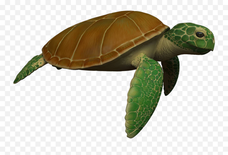 Animated Sea Turtle Wallpaper Iphone - Sea Turtle Moving Transparent Moving Sea Turtle Png,Sea Turtle Png