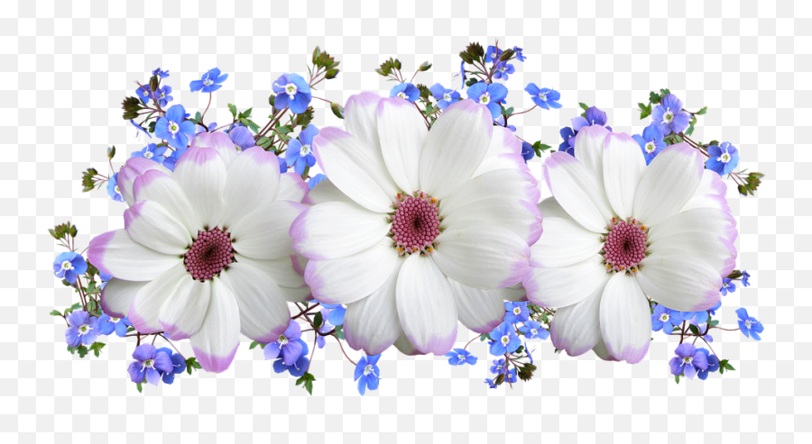 Flowers White And Blue Floral - Verse Transparent Blue White Flowers Png Transparent,White Flowers Transparent