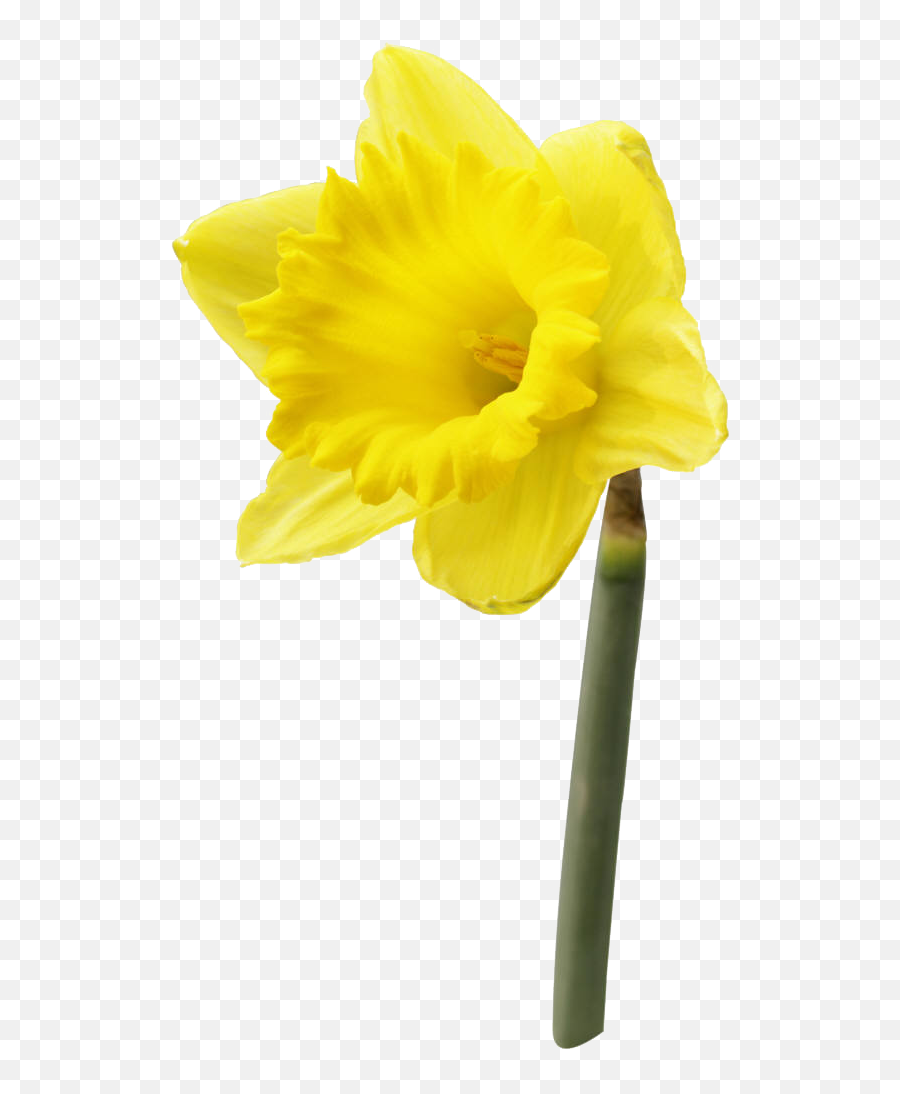 Daffodil Flower Png High - High Resolution Image Of A Daffodil Flower,Daffodil Png