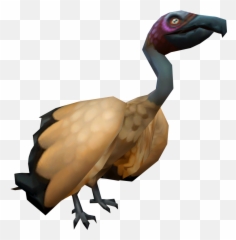 Vulture Runescape Wiki Fandom - Flightless Bird Png,Vulture Transparent