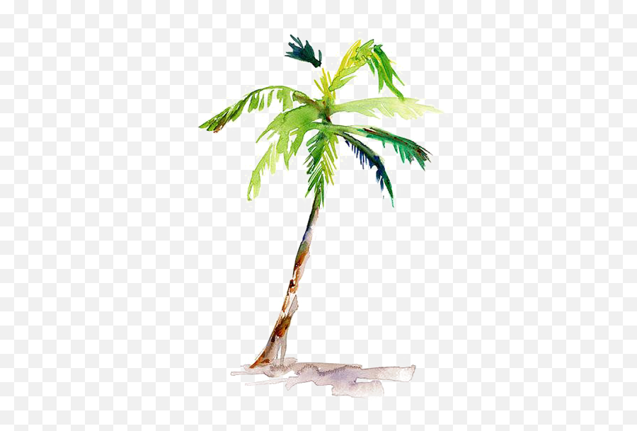 Download Painting Arecaceae Drawing Coconut - Watercolor Simple Watercolor Palm Tree Png,Palm Branch Png