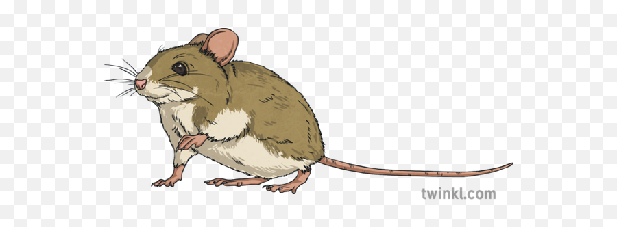 Mouse Animal Sneaking Rodent Squeak Ks2 - Brown Rat Png,Mouse Animal Png