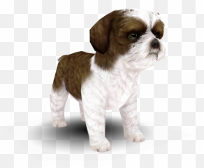 3ds - Soft Png,Shih Tzu Png