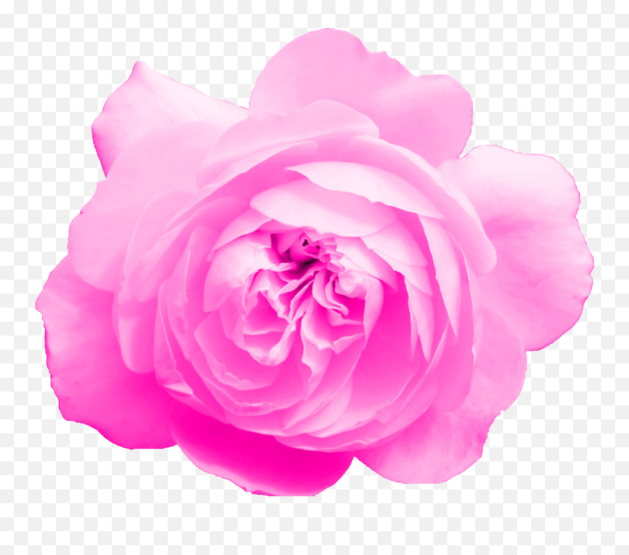 6 Pink Rose Png Transparent Onlygfxcom - Garden Roses,Real Rose Png