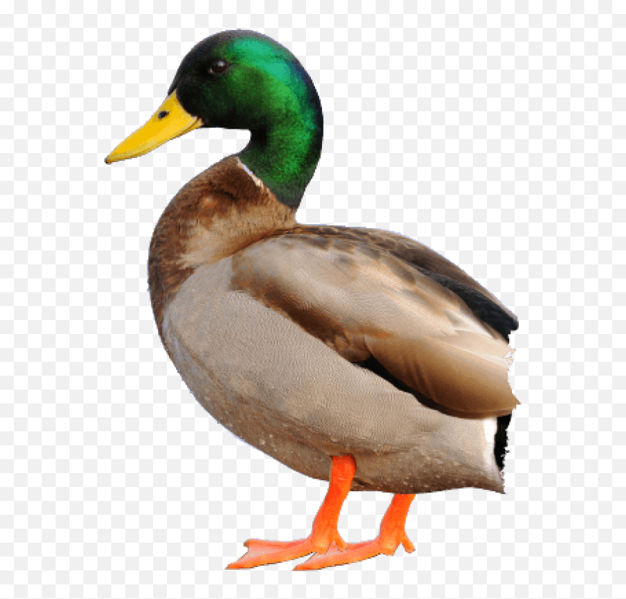 Duck Png Free Download 13 Images - Duck Png No Background,Duck Png
