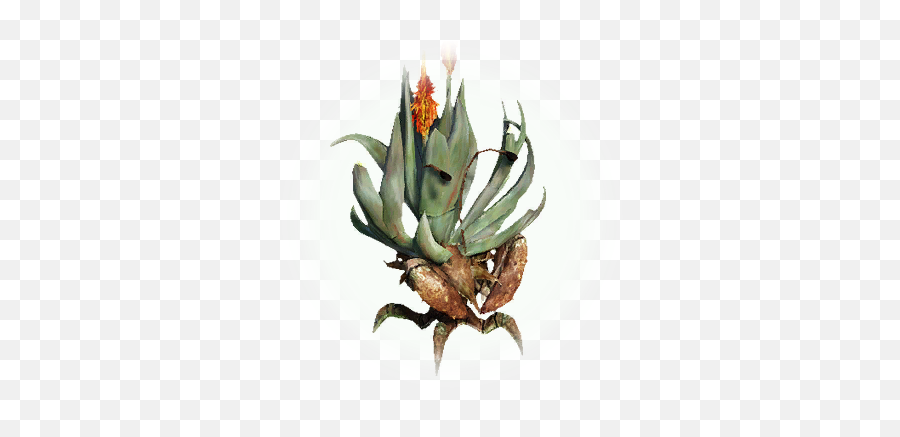 Bdo Vera Grassland Crab Bddatabasenetusnpc21566 - Aloes Png,Map Icon Grassland