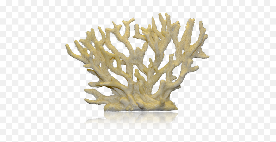 Corals Png 1 Image - Staghorn Coral Png,Coral Png