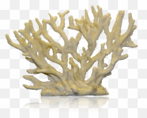 Corals Png 1 Image - Staghorn Coral Png,Coral Png