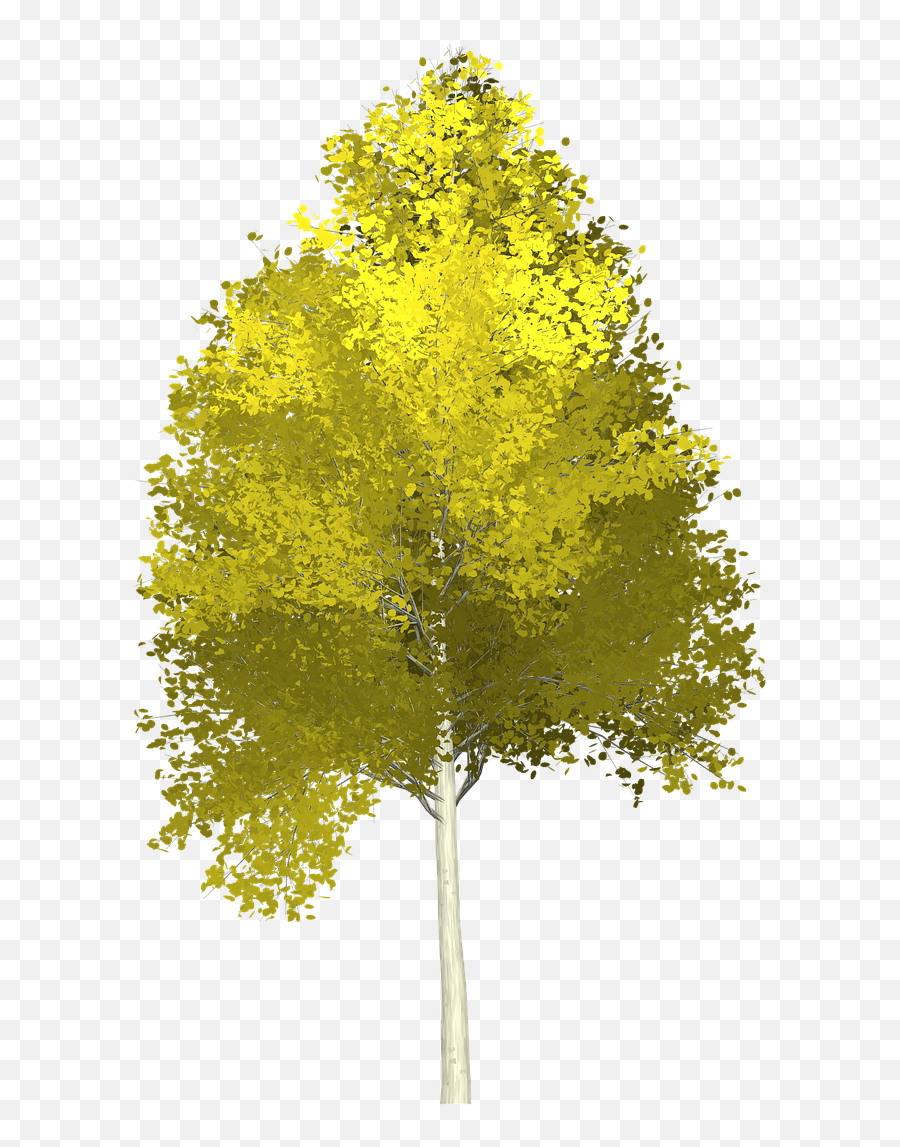 Download Forest Aspen Tree Painted Nature Green - Aspen Tree Transparent Background Png,Forest Transparent Background