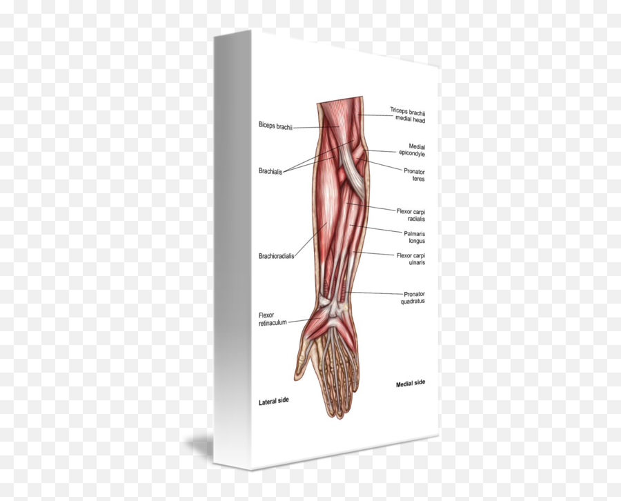 Download Anatomy Of Human Forearm Muscles - Forearm Muscles Muscles Of Human Forearm Png,Muscles Png