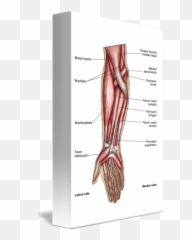 Download Anatomy Of Human Forearm Muscles - png