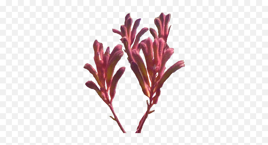 Kangaroo Paw Png 3 Image - Kangaroo Paw Flower Png,Kangaroo Transparent Background