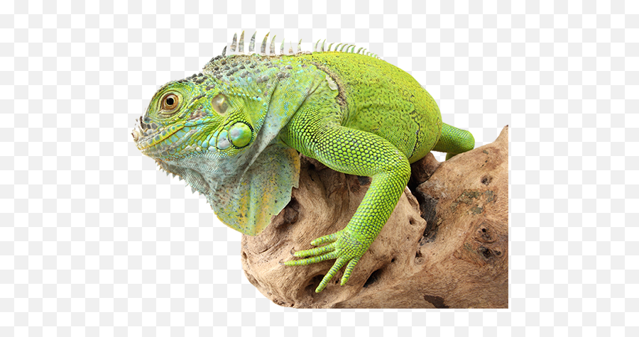 Iguana Transparent Png - Iguana Transparent Png,Iguana Png