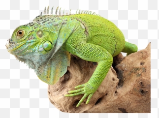 Iguana Transparent Png - Iguana Transparent Png,Iguana Png