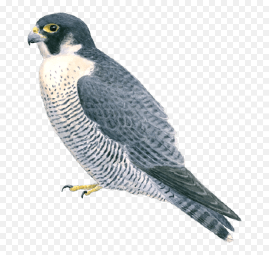 Free Png Falcon Images Transparent - Portable Network Graphics,Falcon Png
